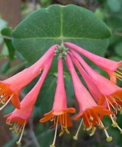 Brighter Blooms Scarlet Honeysuckle Vine 6 Brighter Blooms Scarlet Honeysuckle Vine
