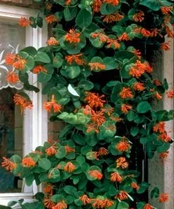 Brighter Blooms Scarlet Honeysuckle Vine 7 Brighter Blooms Scarlet Honeysuckle Vine
