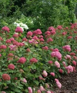 Brighter Blooms Invincibelle Spirit Hydrangea Shrub Shrubs & Hedges