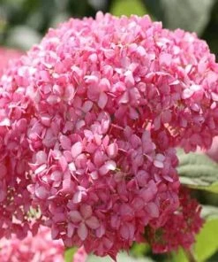 Brighter Blooms Invincibelle Spirit Hydrangea Shrub Shrubs & Hedges