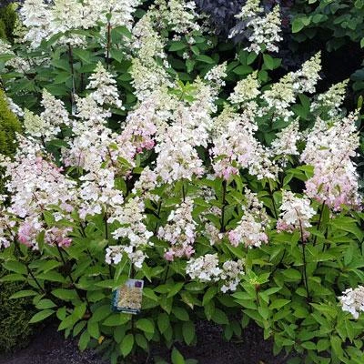 NO WARRANTY Candelabra™ Hydrangea Shrub 4 NO WARRANTY Candelabra™ Hydrangea Shrub