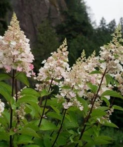 NO WARRANTY Candelabra™ Hydrangea Shrub 9 NO WARRANTY Candelabra™ Hydrangea Shrub