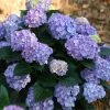NO WARRANTY Let's Dance Blue Jangles Hydrangea Shrub