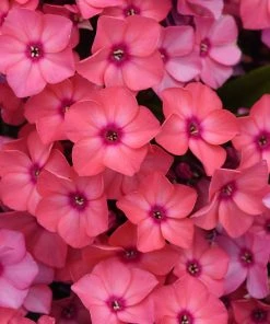 Brighter Blooms Super Ka-Pow™ Coral Phlox Perennials