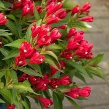 Brighter Blooms Crimson Kisses'® Weigela Shrub