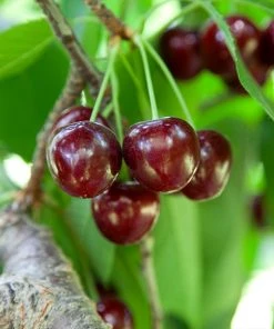 Brighter Blooms Lapins Cherry Tree