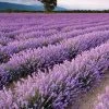 Brighter Blooms Phenomenal Lavender Plant
