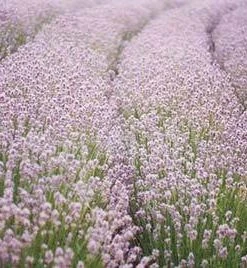 Brighter Blooms Ellagance Pink Lavender Plant