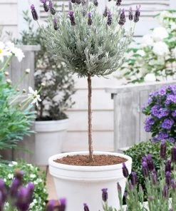 Brighter Blooms Flowering Trees Lavender Standard Topiary Tree 5 Brighter Blooms Flowering Trees Lavender Standard Topiary Tree