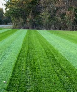 Brighter Blooms Erosion Control Plants Lesco Double Eagle Ryegrass Seed