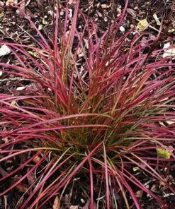 Brighter Blooms Little Miss Grass