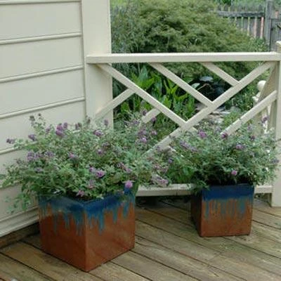 Brighter Blooms Lo And Behold Bluechip Butterfly Bush SHOP ALL 6 Brighter Blooms Lo And Behold Bluechip Butterfly Bush SHOP ALL