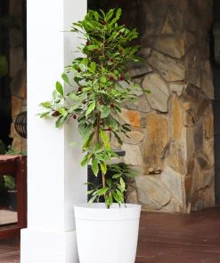 Brighter Blooms Fruit Trees Miracle Berry Plant