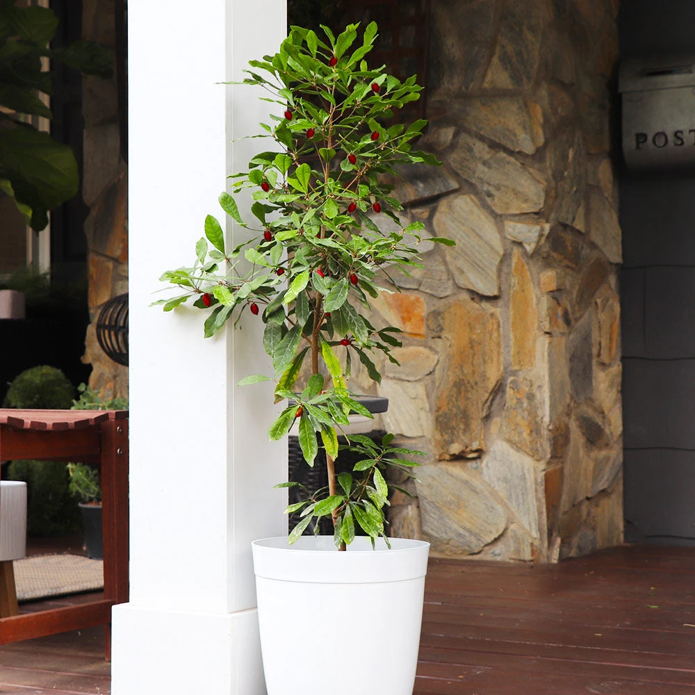 Brighter Blooms Fruit Trees Miracle Berry Plant 2 Brighter Blooms Fruit Trees Miracle Berry Plant