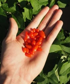 Brighter Blooms Fruit Trees Miracle Berry Plant 7 Brighter Blooms Fruit Trees Miracle Berry Plant