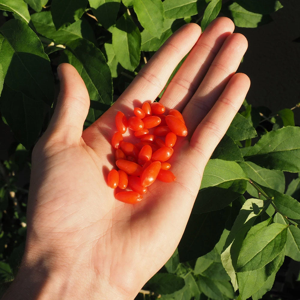 Brighter Blooms Fruit Trees Miracle Berry Plant 3 Brighter Blooms Fruit Trees Miracle Berry Plant