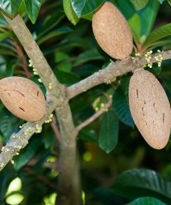 Brighter Blooms Fruit Trees Mamey Fruit Tree (Sapote)