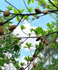 Brighter Blooms Fruit Trees Mamey Fruit Tree (Sapote)