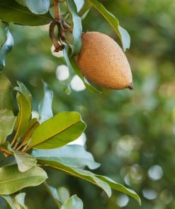 Brighter Blooms Fruit Trees Mamey Fruit Tree (Sapote)