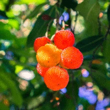 Brighter Blooms Fruit Trees Marina Strawberry Tree