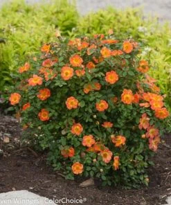 Brighter Blooms Oso Easy'® Hot Paprika Rose Roses