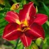 Brighter Blooms Perennials Pardon Me Daylily