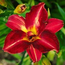 Brighter Blooms Perennials Pardon Me Daylily