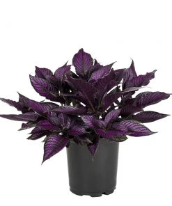 No Warranty Persian Shield