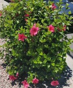 Brighter Blooms Pink Tropical Hibiscus Shrub