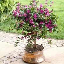Brighter Blooms Purple Queen Bougainvillea Shrub
