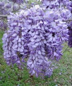 Brighter Blooms SHOP ALL Purple Wisteria Vine