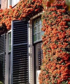 Brighter Blooms Pyracantha Mohave Shrub Evergreen & Privacy