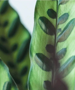 Brighter Blooms SHOP ALL Rattlesnake Plant