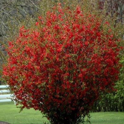 Brighter Blooms Red Flowering Quince Tree 2 Brighter Blooms Red Flowering Quince Tree