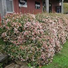 Brighter Blooms Shrubs & Hedges Rose Creek Abelia Shrub