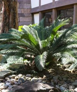 Brighter Blooms Sago Palm Tree Palm Trees