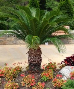 Brighter Blooms Sago Palm Tree Palm Trees 9 Brighter Blooms Sago Palm Tree Palm Trees