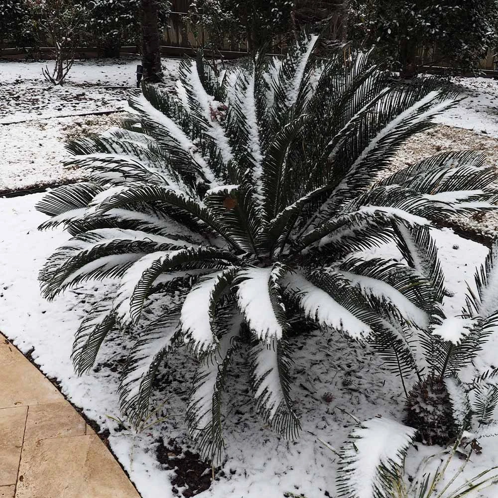 Brighter Blooms Sago Palm Tree Palm Trees 7 Brighter Blooms Sago Palm Tree Palm Trees