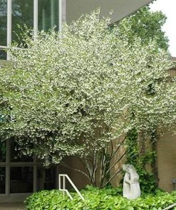 Brighter Blooms Snowbell Tree