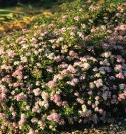 Brighter Blooms Shrubs & Hedges Little Princess Spirea Shrub 8 Brighter Blooms Shrubs & Hedges Little Princess Spirea Shrub