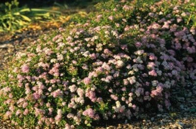 Brighter Blooms Shrubs & Hedges Little Princess Spirea Shrub 4 Brighter Blooms Shrubs & Hedges Little Princess Spirea Shrub