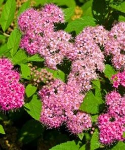 Brighter Blooms Shrubs & Hedges Little Princess Spirea Shrub