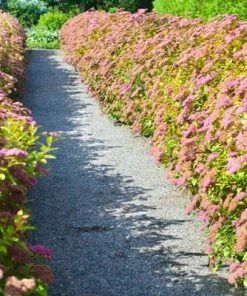Brighter Blooms Shrubs & Hedges Little Princess Spirea Shrub 9 Brighter Blooms Shrubs & Hedges Little Princess Spirea Shrub
