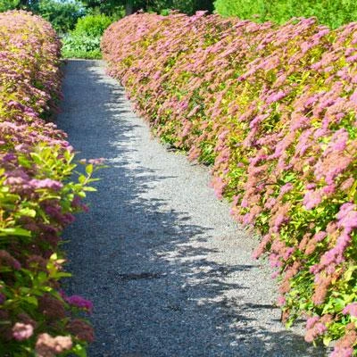 Brighter Blooms Shrubs & Hedges Little Princess Spirea Shrub 5 Brighter Blooms Shrubs & Hedges Little Princess Spirea Shrub