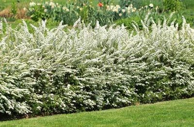 Brighter Blooms Shrubs & Hedges Vanhoutte Spirea Shrub 7 Brighter Blooms Shrubs & Hedges Vanhoutte Spirea Shrub
