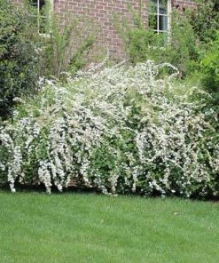 Brighter Blooms Shrubs & Hedges Vanhoutte Spirea Shrub 11 Brighter Blooms Shrubs & Hedges Vanhoutte Spirea Shrub