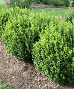 Brighter Blooms Sprinter® Boxwood Shrub