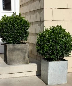Brighter Blooms Sprinter® Boxwood Shrub