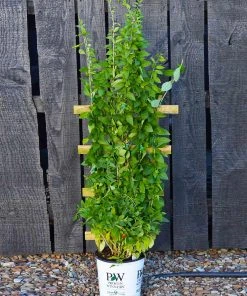 Brighter Blooms Sweet Lifeberry® Goji Berry Plant SHOP ALL