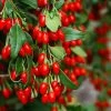 Brighter Blooms Sweet Lifeberry® Goji Berry Plant SHOP ALL